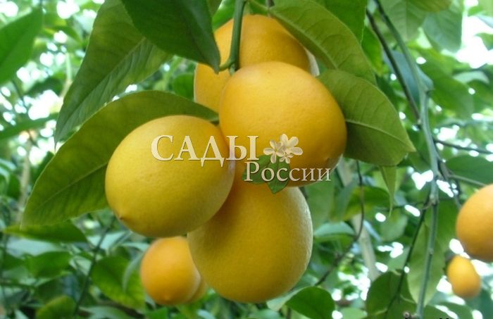Набор лимонов: Юбилейный, Мейер, Ташкентский