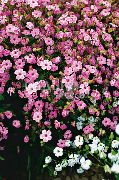 Сапонария Розовая прелесть