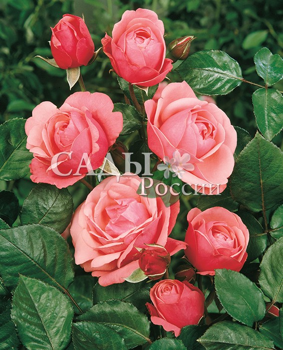 Розы Бесконечный розовый