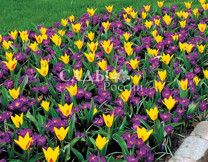 Карликовые тюльпаны сорта с фото и названиями
