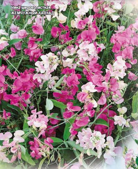 Цветы многолетний горошек жемчужная россыпь фото
