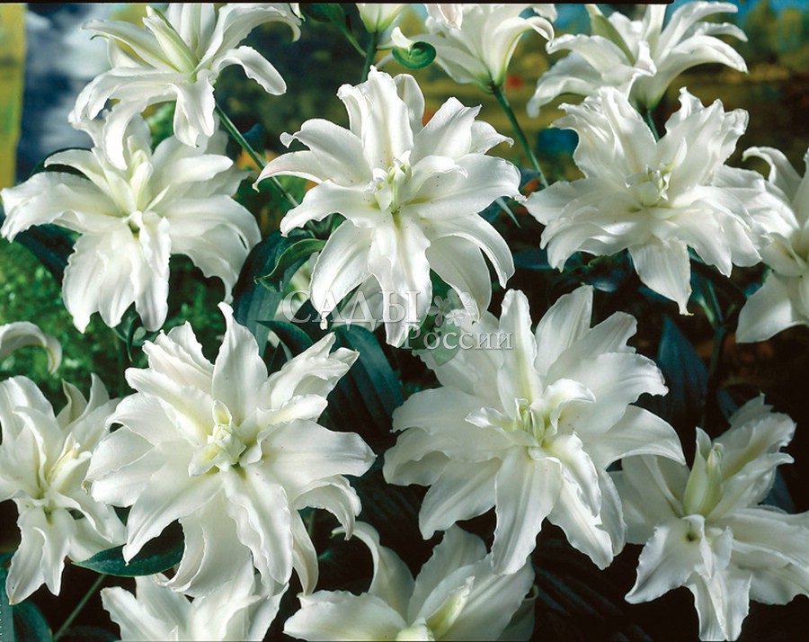 Белые махровые лилии фото