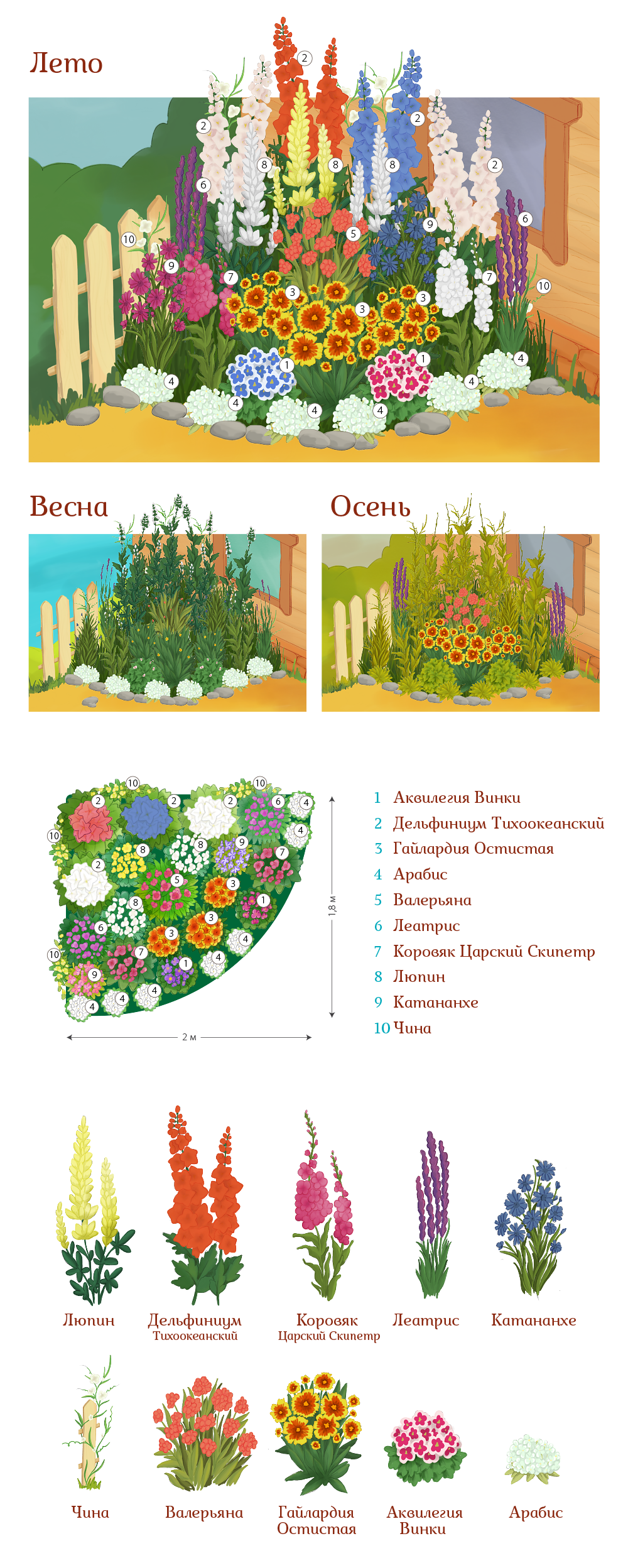 Схема посадки клумбы непрерывного цветения