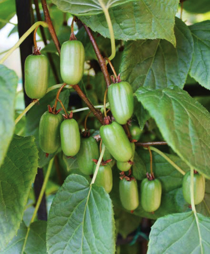 Актинидия коломикта — цветущая тропическая лиана с плодами на Дальнем Востоке