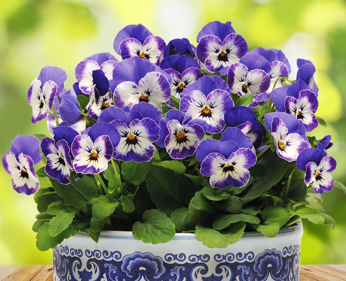 Қыздардың жалаңаш денелері