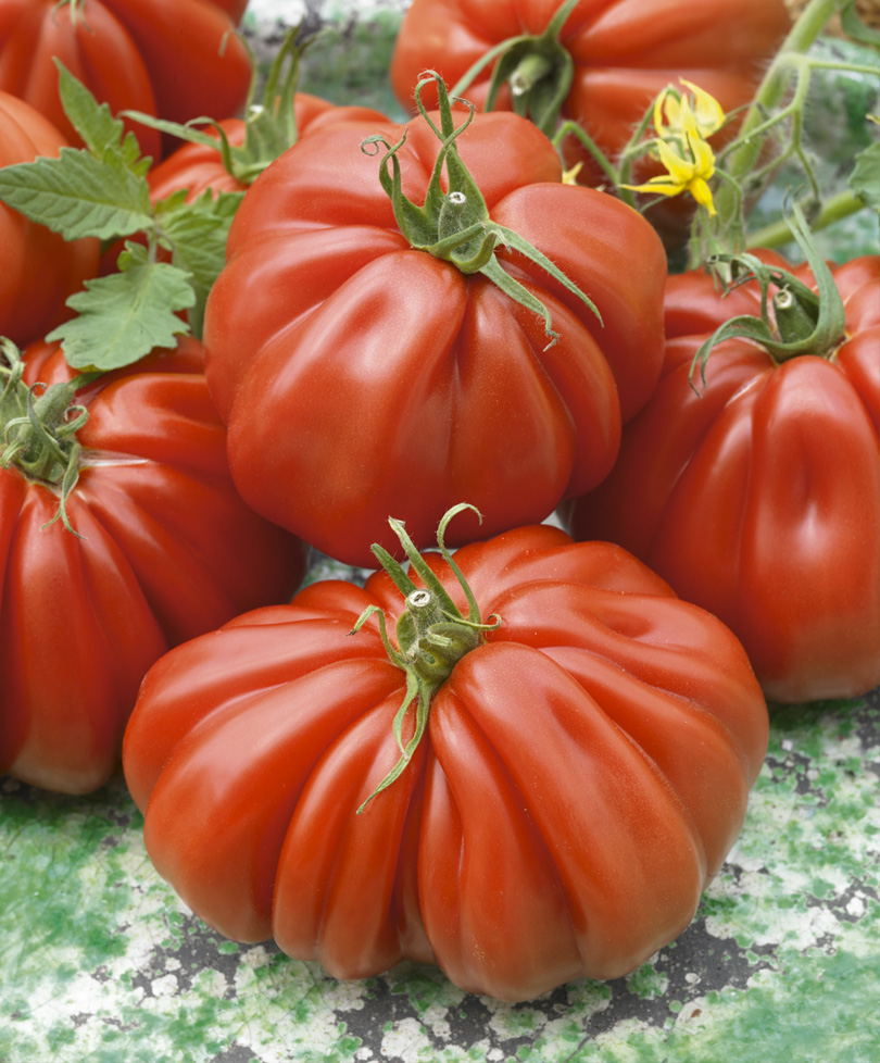 Купить семена томата f1