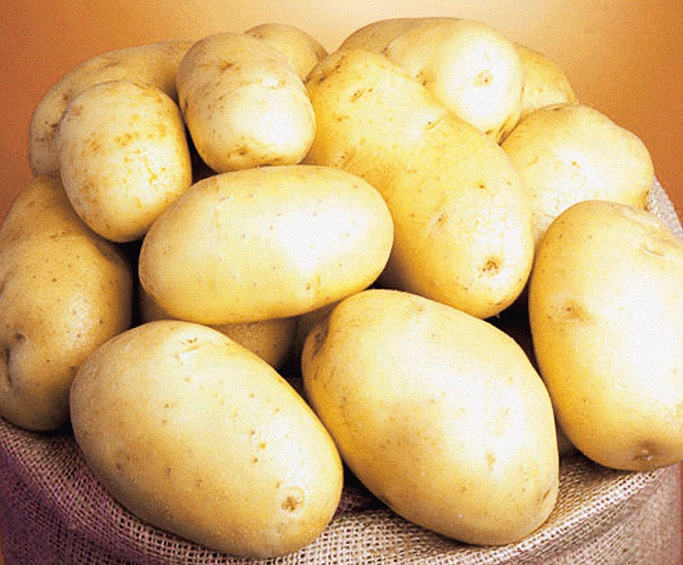 Лучшие белорусские сорта картофеля