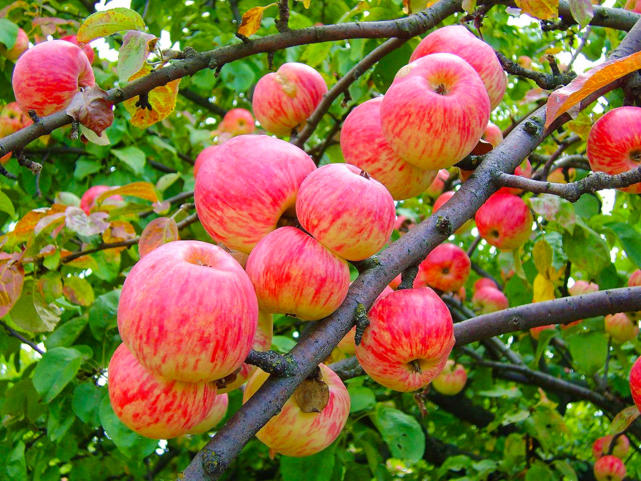 яблоня мелба сорта яблони