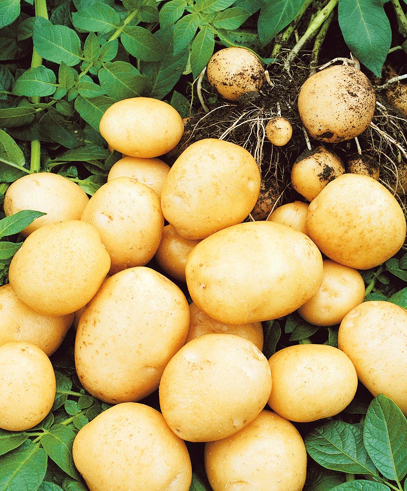 Урожайность картофеля Удача