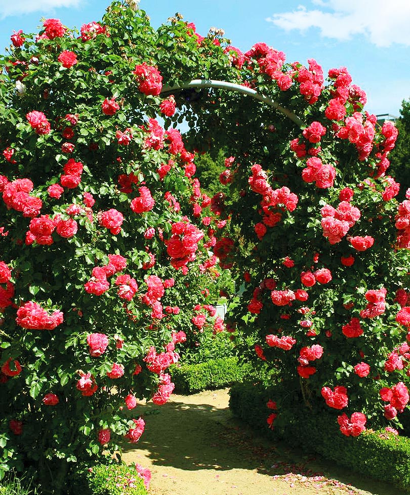 Роза «Розариум Ютерсен» (30 фото): описание плетистого сорта Кордеса, уход за розами и отзывы о них