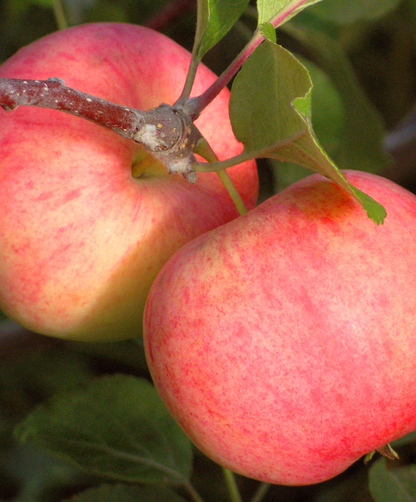 сорта яблонь для ленинградской области с фото
