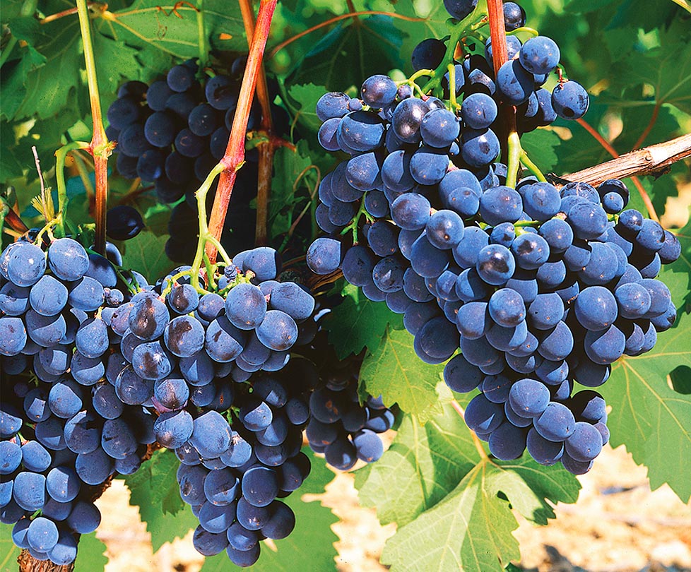 Морозостойкие сорта винограда для Подмосковья и средней полосы России