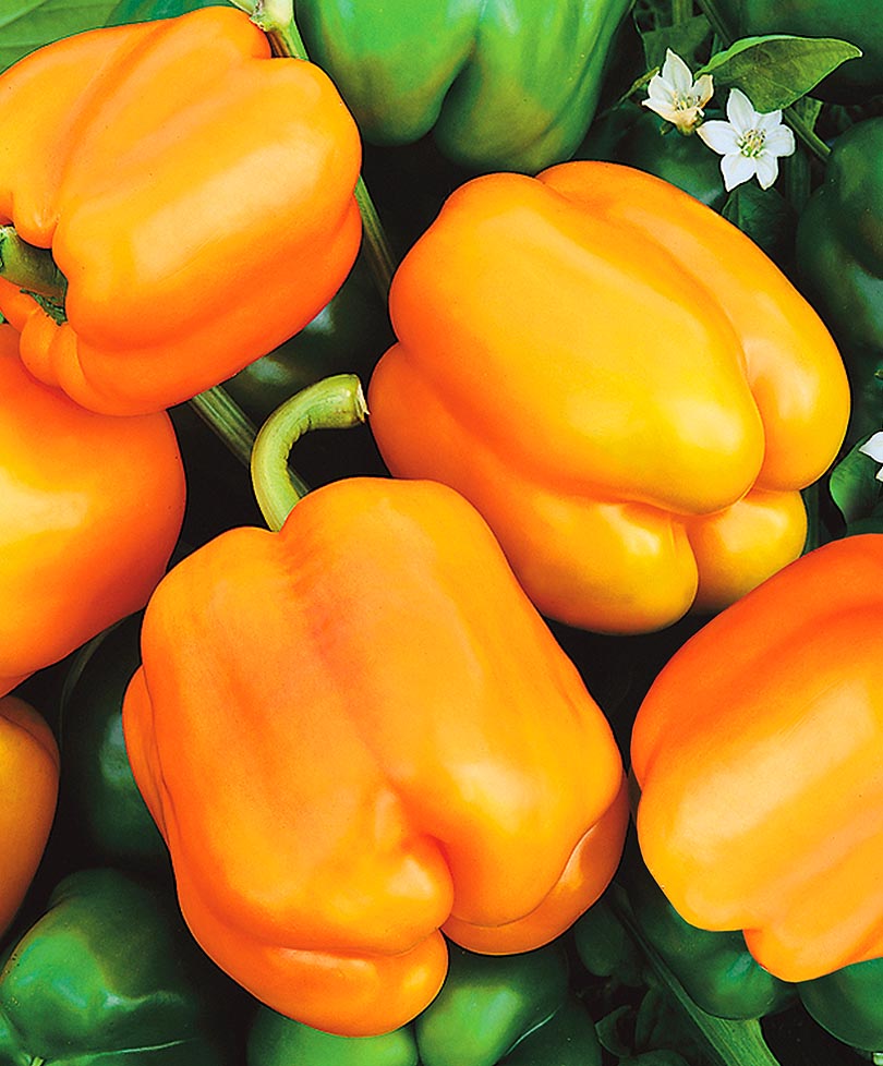Купить семена Перец Оранжевая красавица F1 сладкий — от НПО Сады Росcии