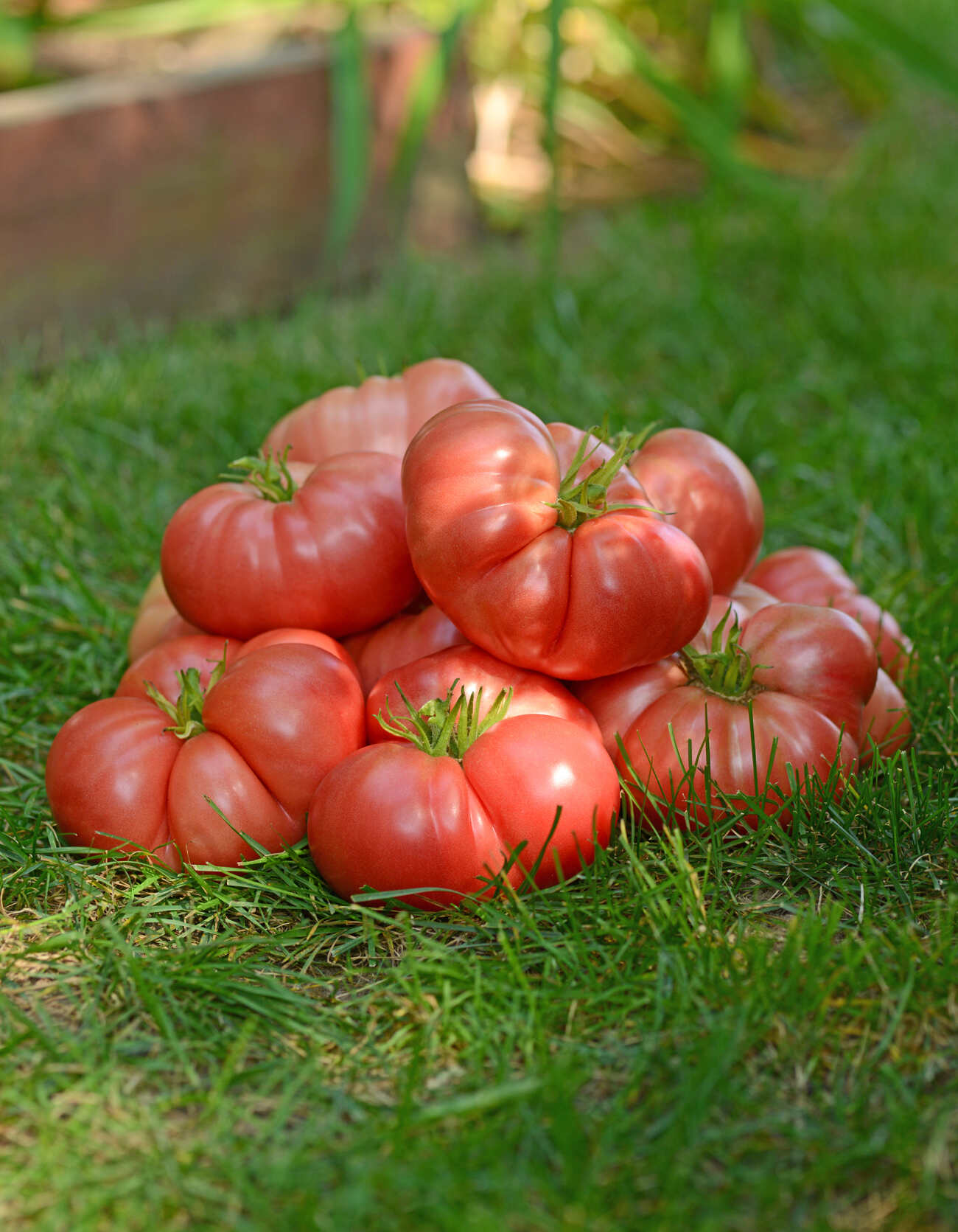 Достигаем грандиозных урожаев с томатом Гроздевой F1 — характеристика и описание сорта помидоров