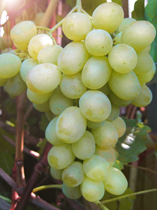Виноград белое чудо описание