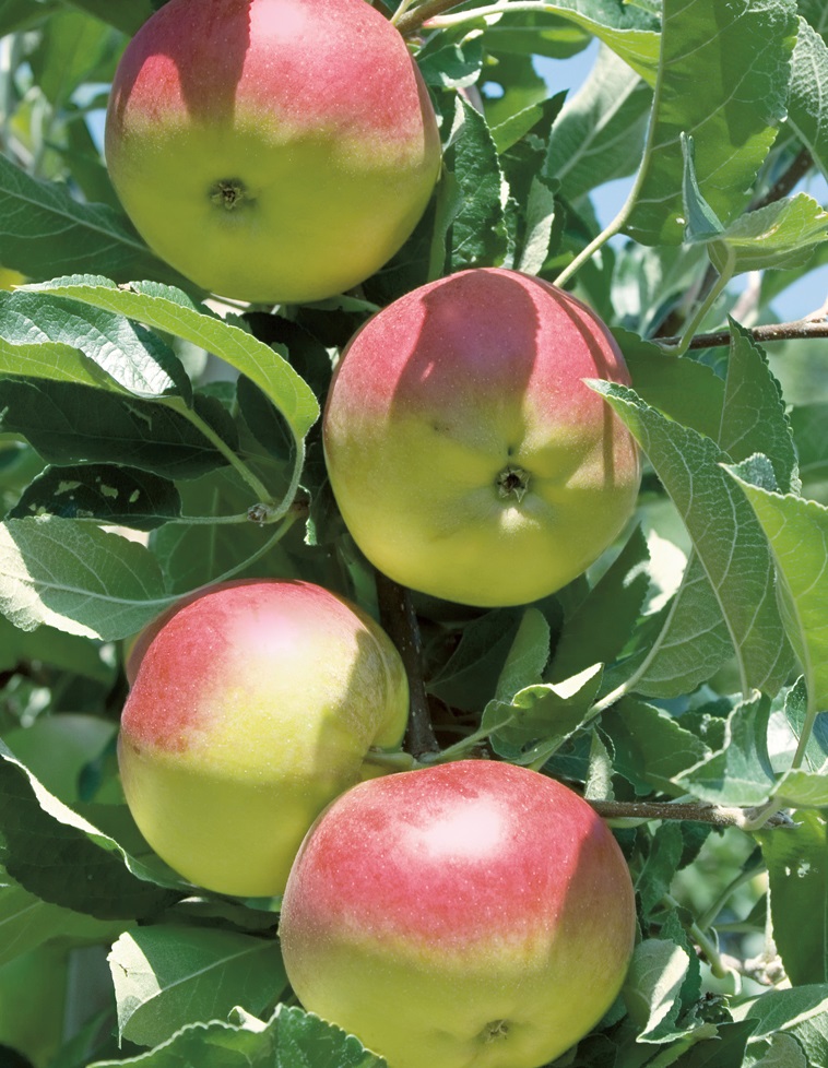 Сорт яблони Свежесть: подробное описание, фото и отзывы