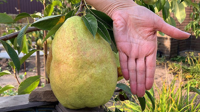 Купить саженцы Груша Дельбарью — от НПО Сады Росcии