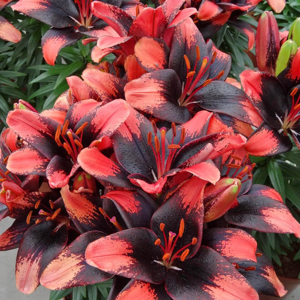 Ofisda sariq ayol bilan birinchi shaxs jinsiy aloqa Sekretarlar bilan haqiqiy yashirin kamera jinsiy aloqa