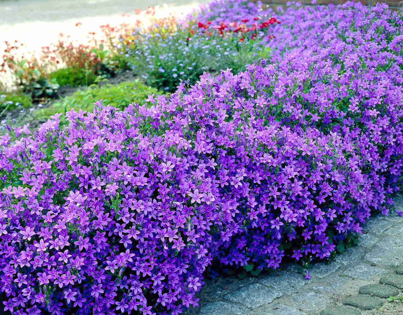 Колокольчик скученный (Campanula glomerata)