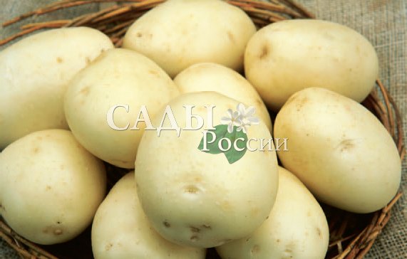 Картофель чародей фото Potato variety Wizard - photo and description A site about a garden, a summer re