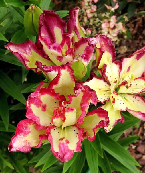 Марина, шлюха және жезөкше