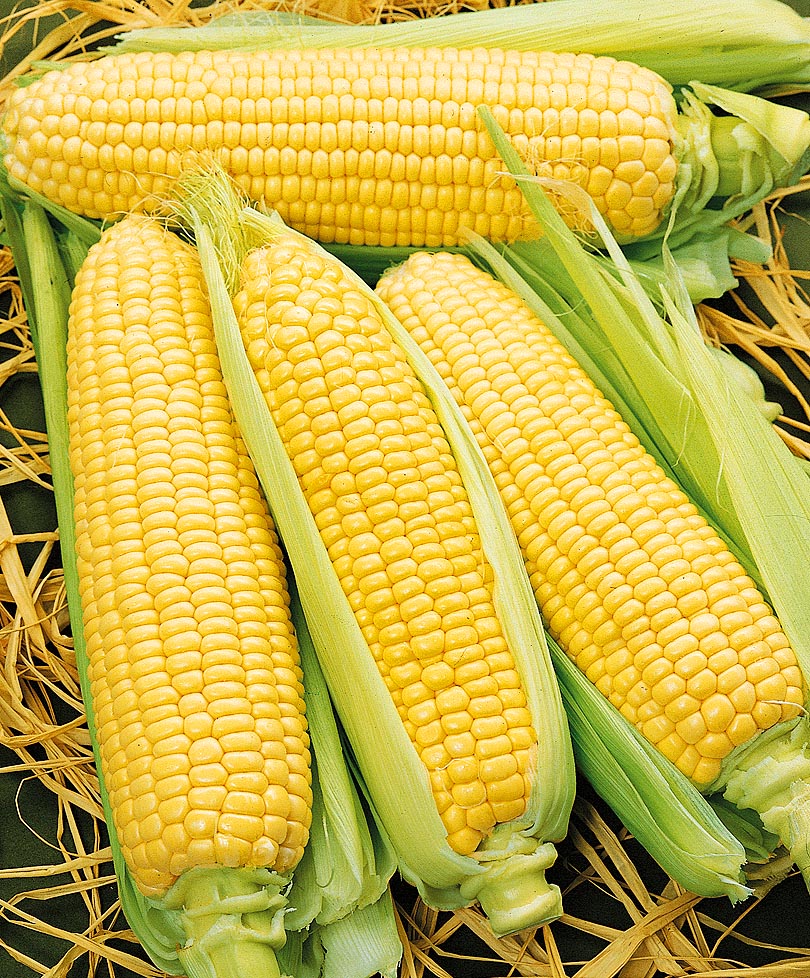 Купить семена Кукуруза Спирит — от НПО Сады Росcии