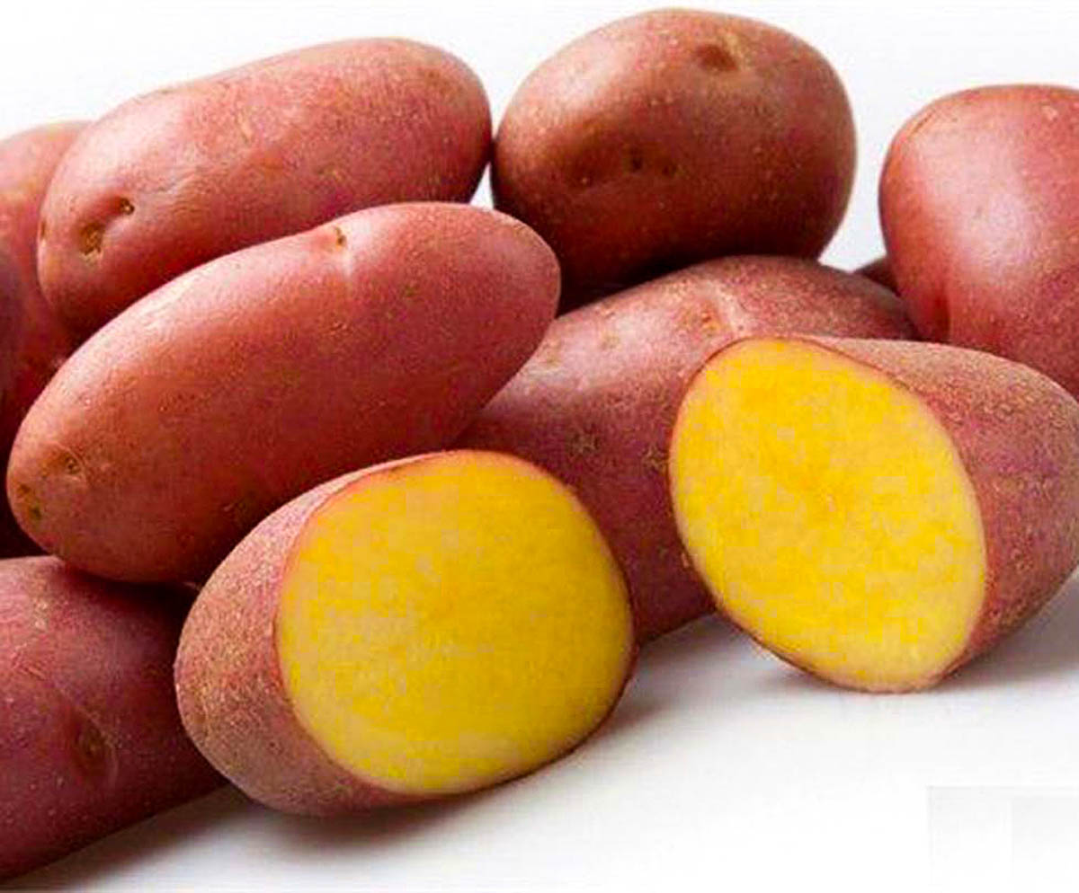 Сорт картофеля ред скарлет характеристика отзывы