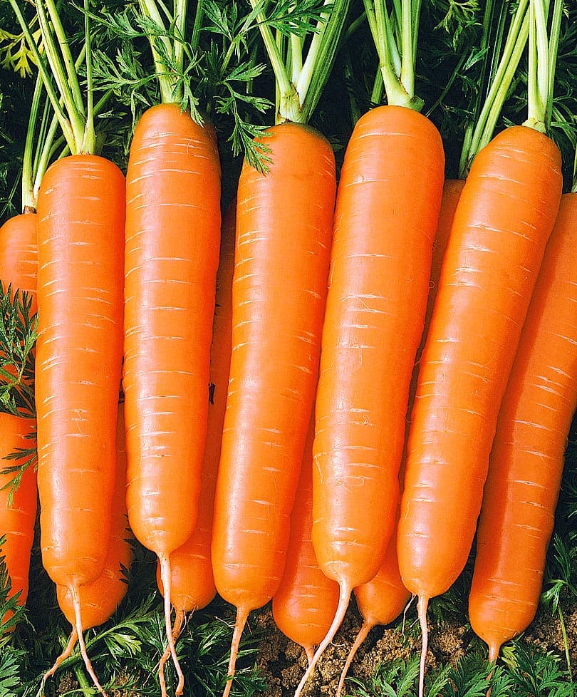 Морковь Болеро: описание и характеристики сорта, правила посадки и выращивания, отзывы