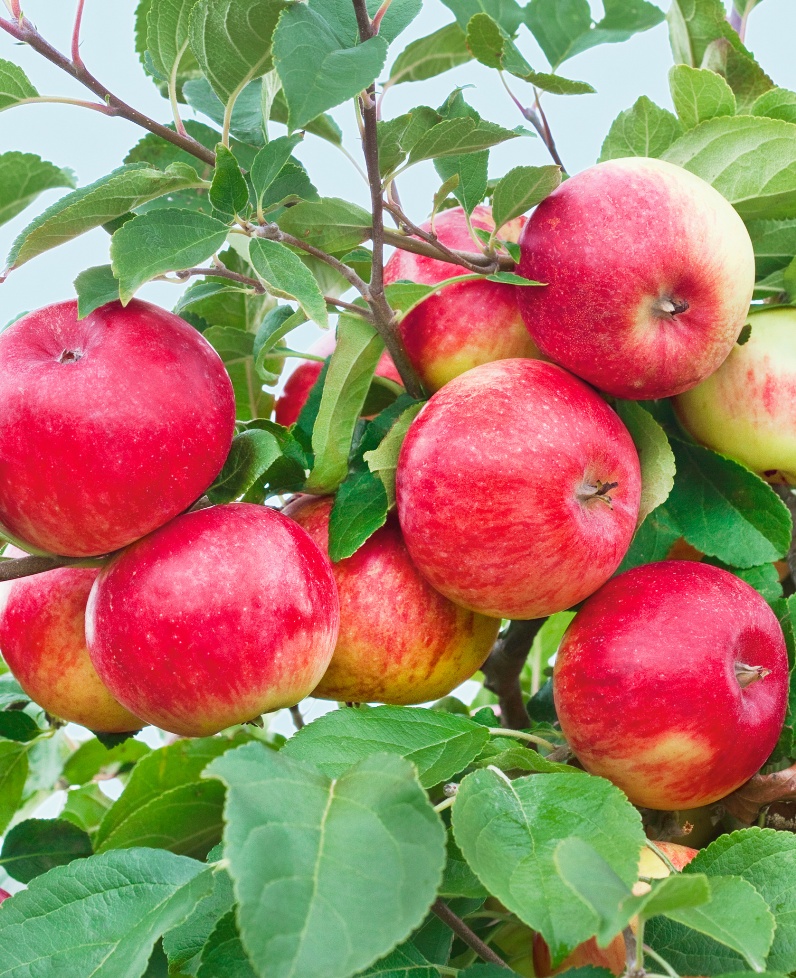 Сорта карликовых яблонь, описание и особенности выращивания