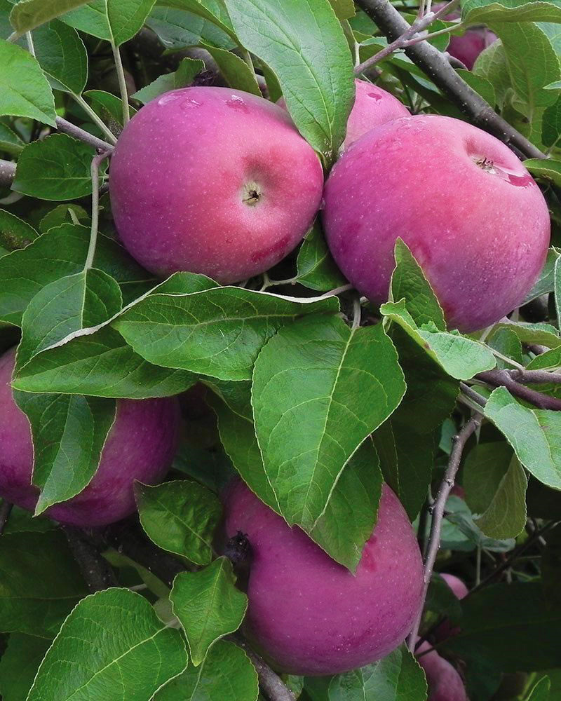 Купить саженцы Яблоня Анис пурпуровый — от НПО Сады Росcии