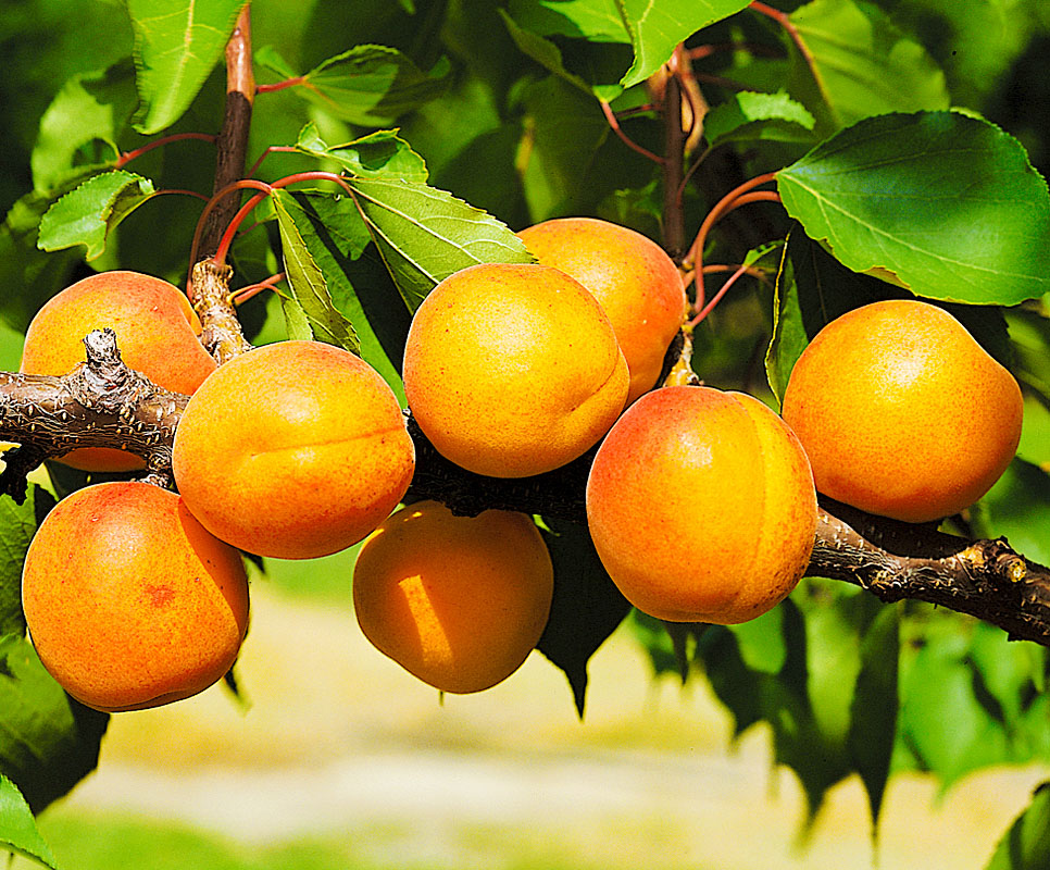 Сорта абрикоса для Челябинской области названия, фото, описание