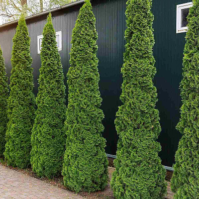 Туя западная Дегрут Спайр