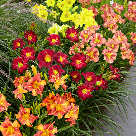 Фото Лилейники Лонго набор