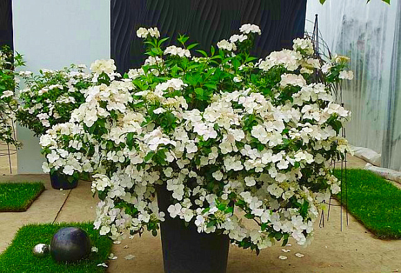 Купить Гортензия гибридная Сбежавшая невеста — от НПО Сады Росcии сдоставкой