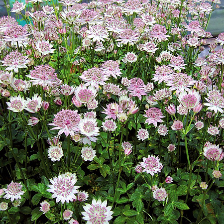 Фото Астранция Примадонна