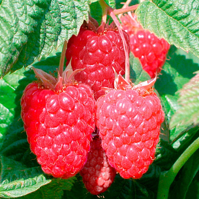 Малина ремонтантная Нижегородец