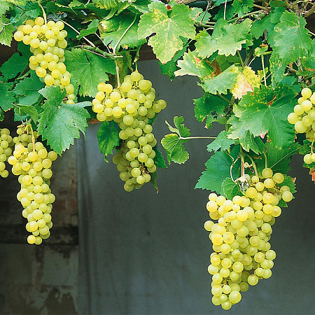 Фото Виноград Кеша I