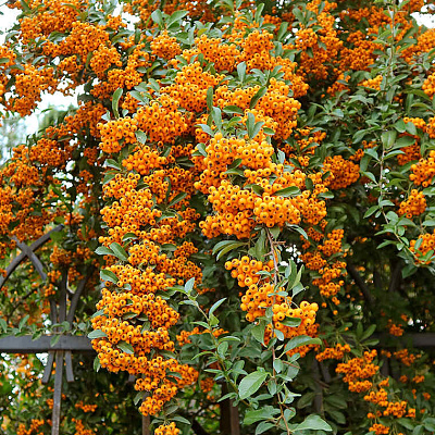 Пираканта гибридная Оранж Чармер