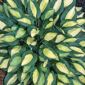 Хоста Джипси Роуз