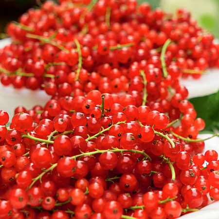 Фото Смородина Натали