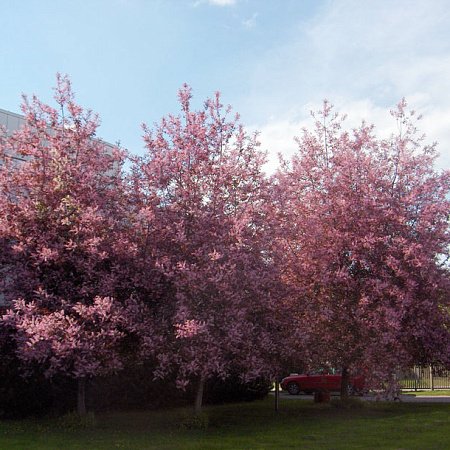 Фото Черемуха обыкновенная Колората