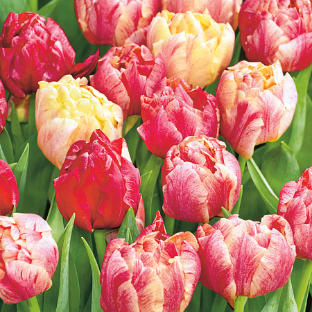 Фото Тюльпан Пепток