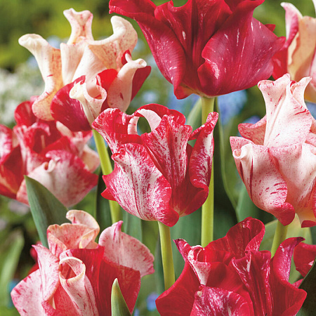 Фото Тюльпан Крапчатая корона