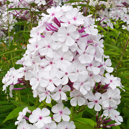 Фото Флокс метельчатый Нирвана