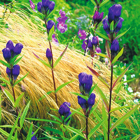 Фото Горечавка Трёхцветковая