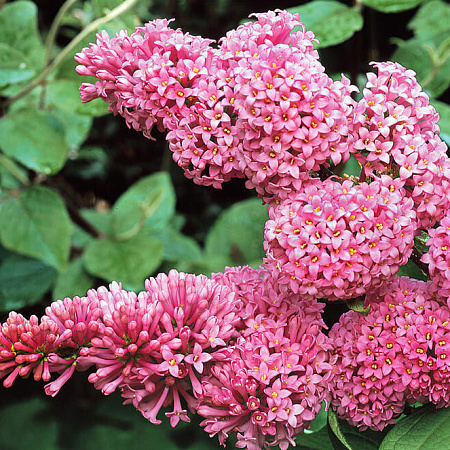 Фото Сирень прэстона Гайавата