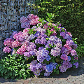 Гортензия крупнолистная Букет Роуз