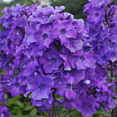 Фото Флокс метельчатый Блю парадайз