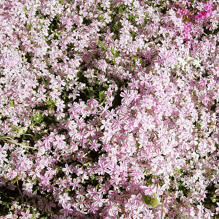 Фото Флокс шиловидный Конфетка