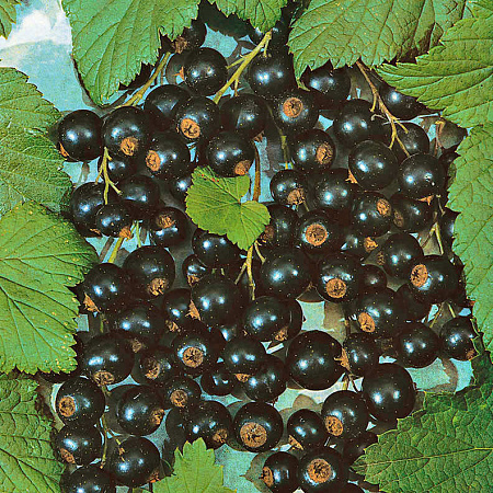 Фото Смородина Селеченская-2